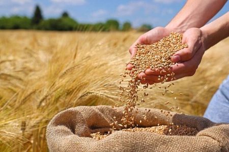 مطالبات گندمکاران آذربایجان شرقی نقدی پرداخت میشود